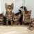 cat1
