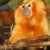 goldenmonkey5