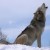 leeahwolf