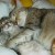 Mrcat1078